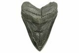Serrated, Fossil Megalodon Tooth - South Carolina #374675-1